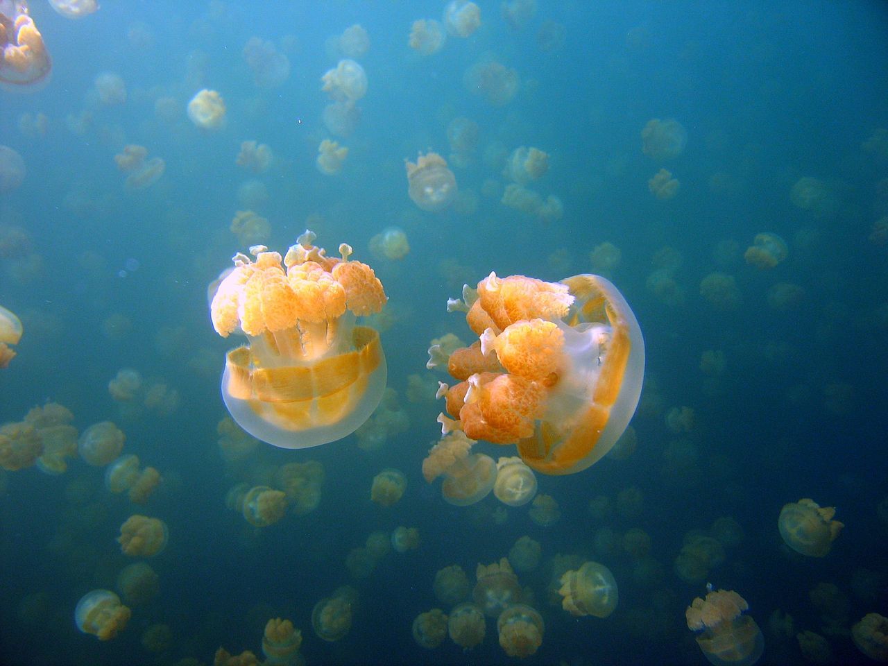 Ученые нашли новый вид медуз в Японии