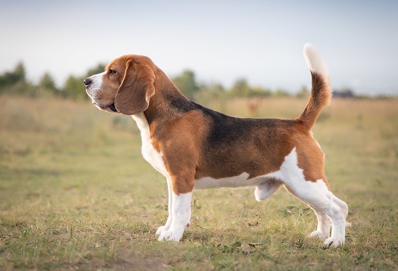 Ученые выявили, почему собаки виляют хвостом