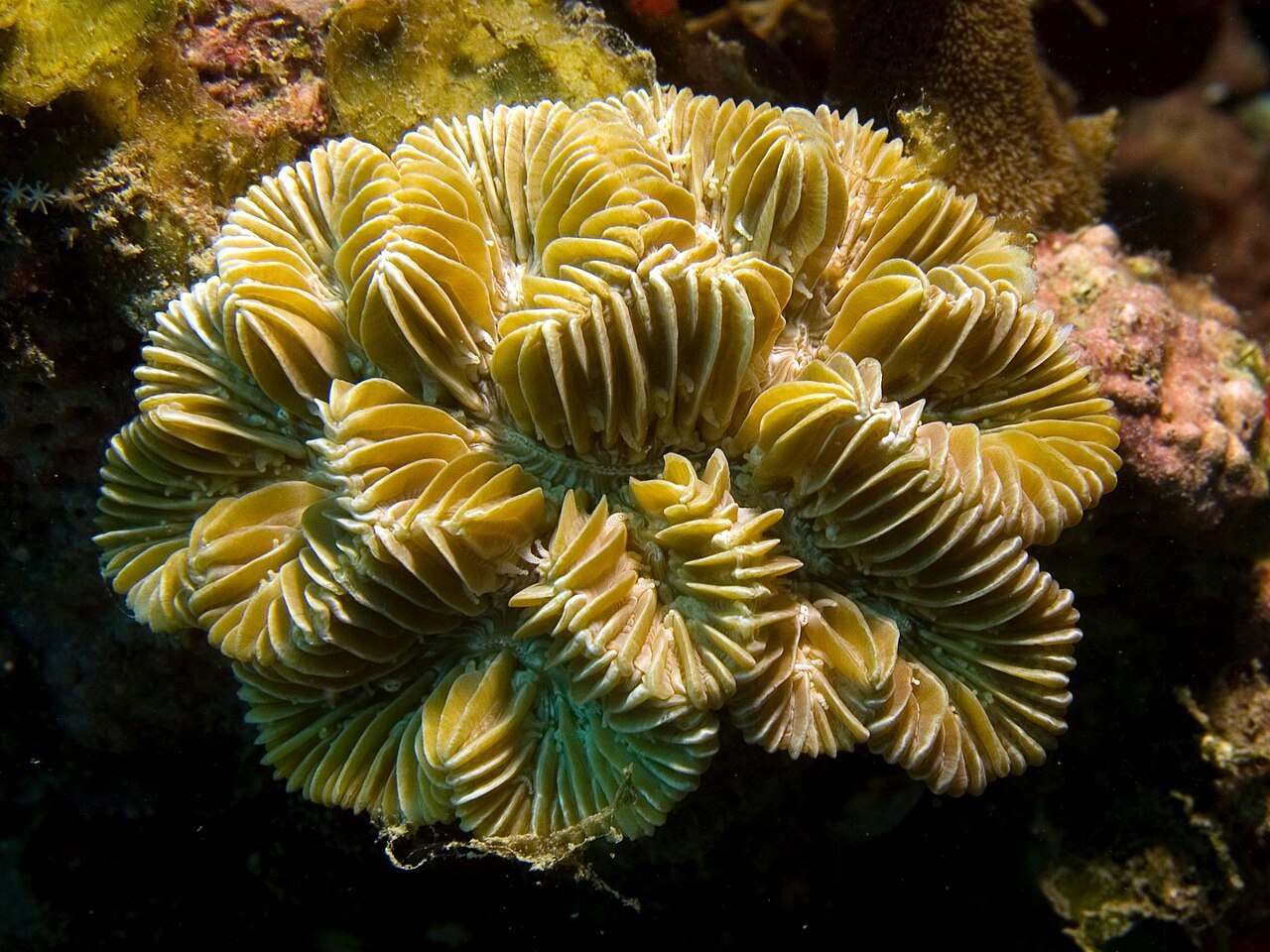 У юго-восточного побережья США обнаружен самый крупный коралловый риф
