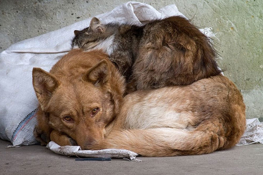 Бездомные животные так и не дождались обещанного приюта от Беглова