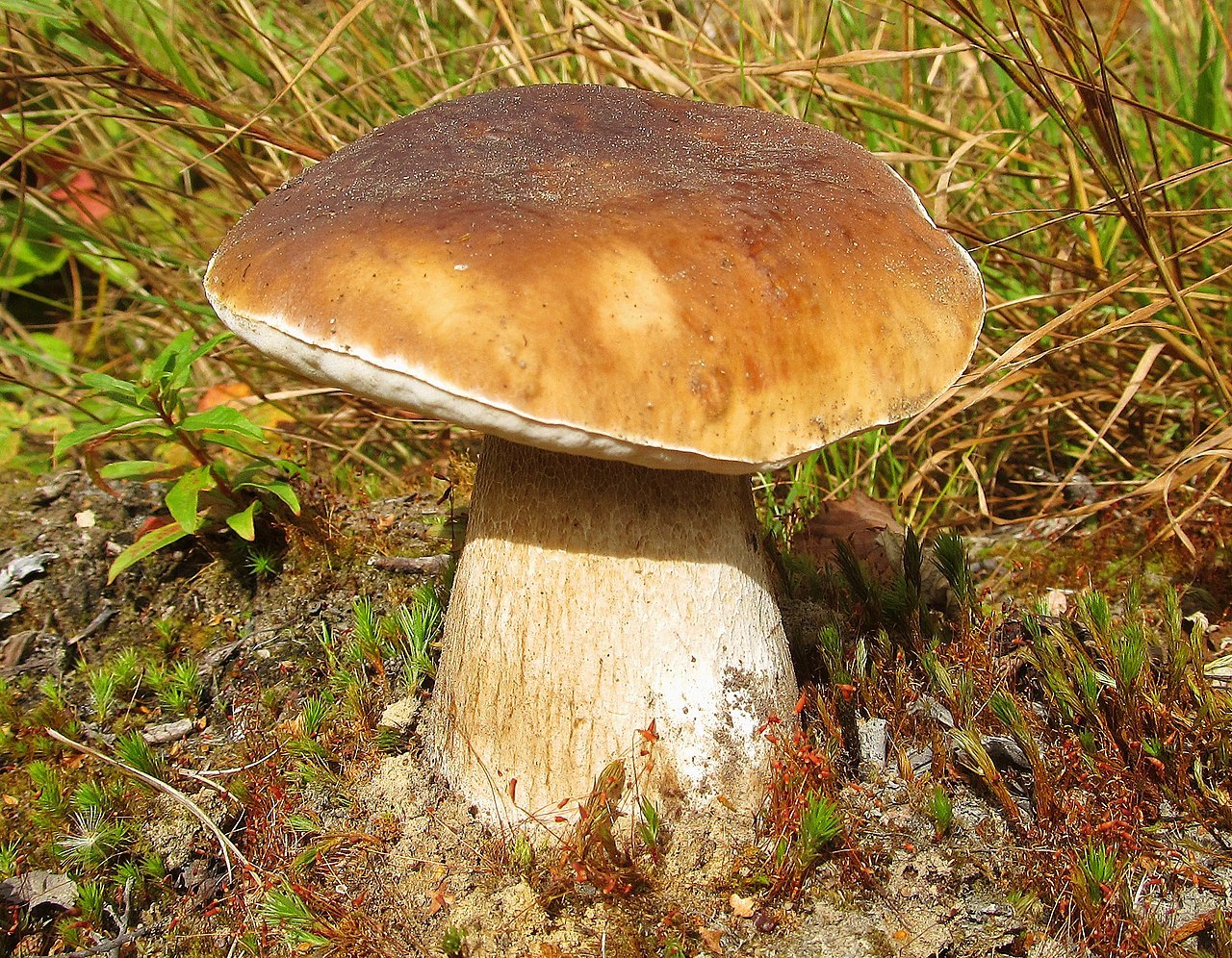 Миколог Кассанелли: при употреблении ложных грибов важно оперативно вызвать скорую помощь