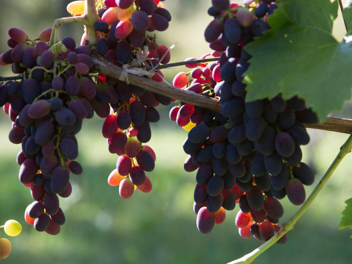 Nutrients: красный виноград защищает от диабета и болезней сердца