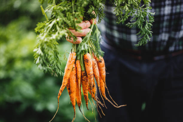 Морковь, лук и томат этим летом под угрозой: на юге страны обнаружилась нехватка семян