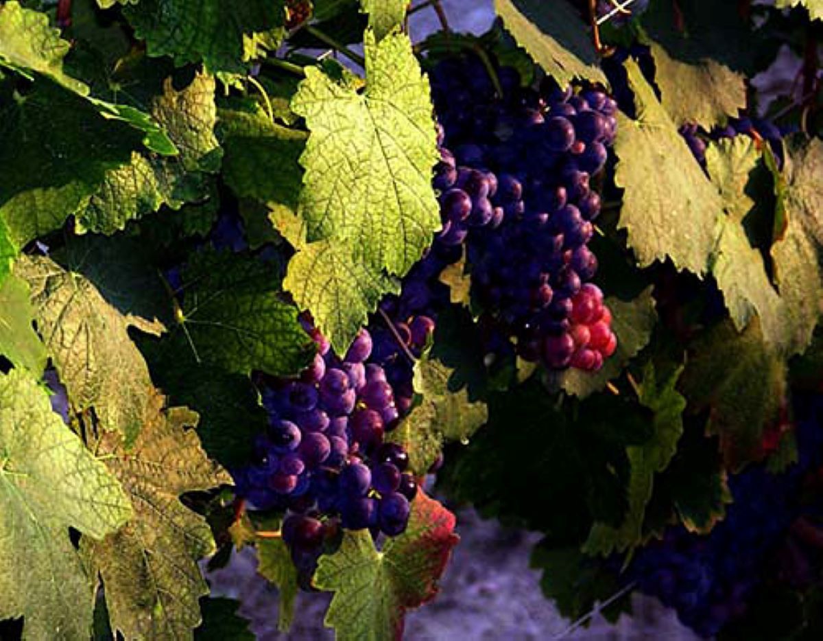 В Италия из-за глобального потепления урожай вина упадёт на 20%