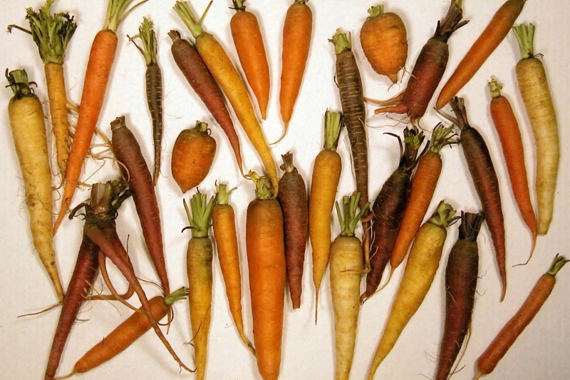 Ученые выявили прямую связь между употреблением моркови и снижением риска развития рака