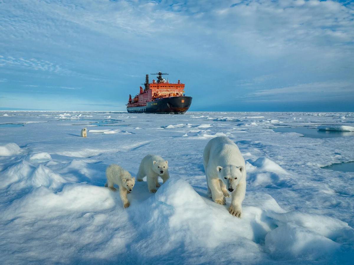 Россия перестала платить взносы Арктическому совету