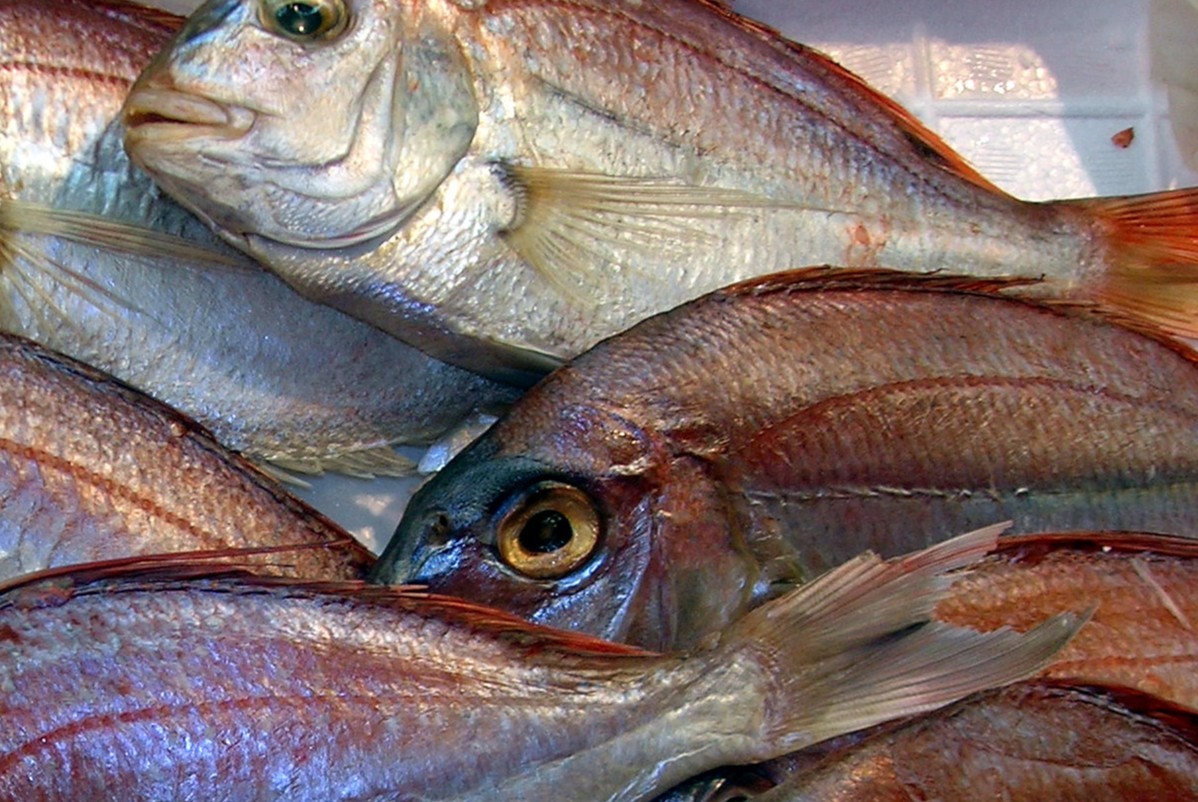 США будут закупать японские морепродукты, несмотря на сброс воды с 