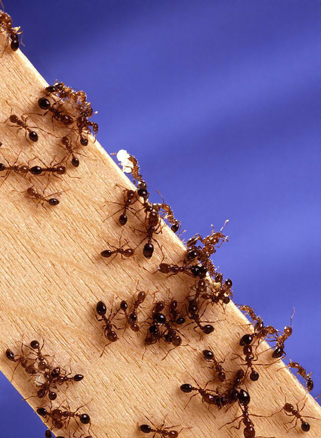 Появление инвазивных большеголовых муравьев в Кении привело к существенным изменениям в экосистемах