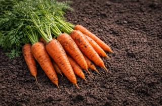 Неприхотливые сорта моркови дают стабильный урожай в разных условиях — огородники