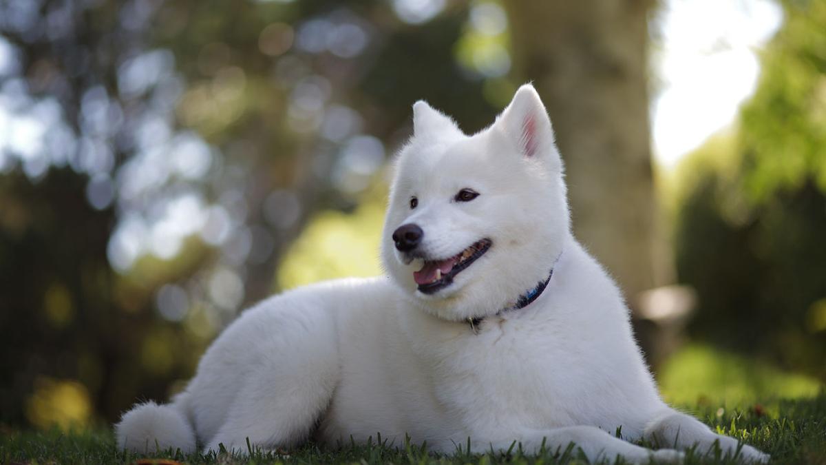 Самоедская лайка