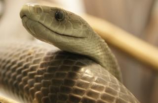 Исследование выявило новый вид змей в окаменелостях Англии — Георгалис