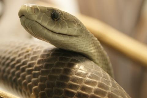 Исследование выявило новый вид змей в окаменелостях Англии — Георгалис