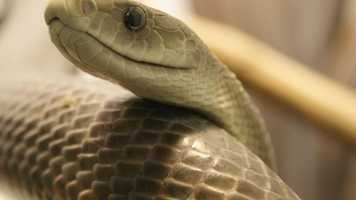 Чёрная мамба — ядовитая змея
