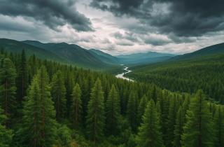 В Прикамье введён карантин на 145 тысячах гектаров леса из-за вредителя — Россельхознадзор