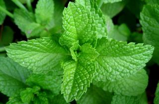 Ароматный раствор усиливает защитное действие мяты от грызунов — Сад и огород