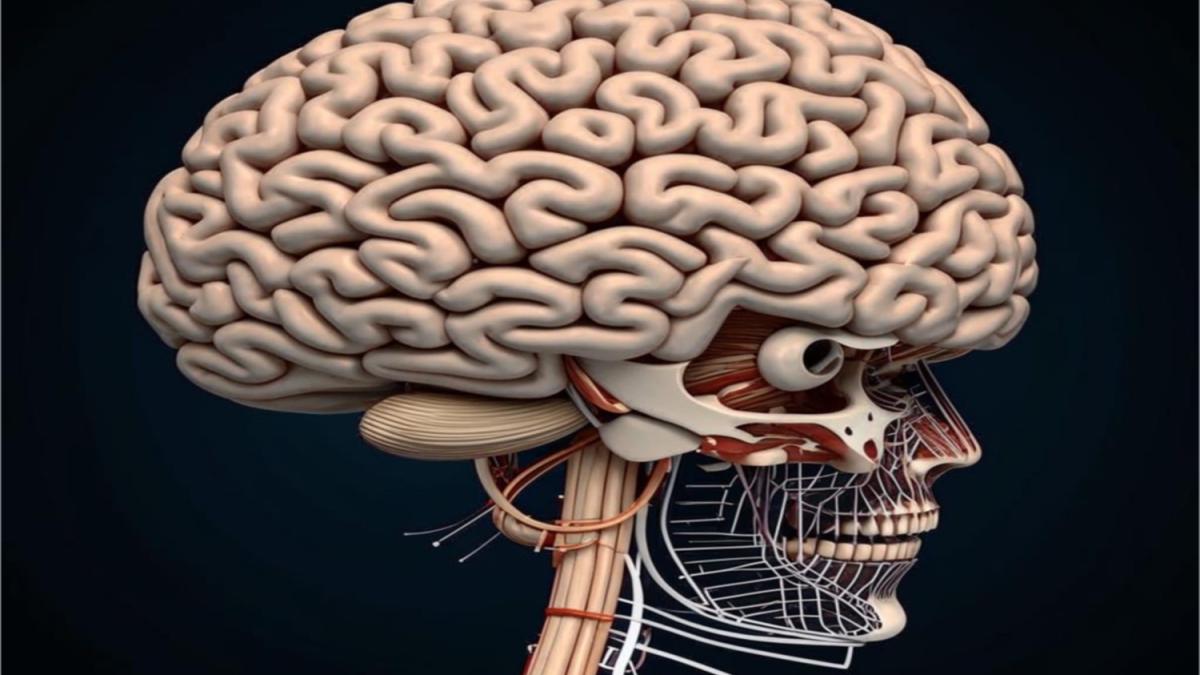 мозг человека