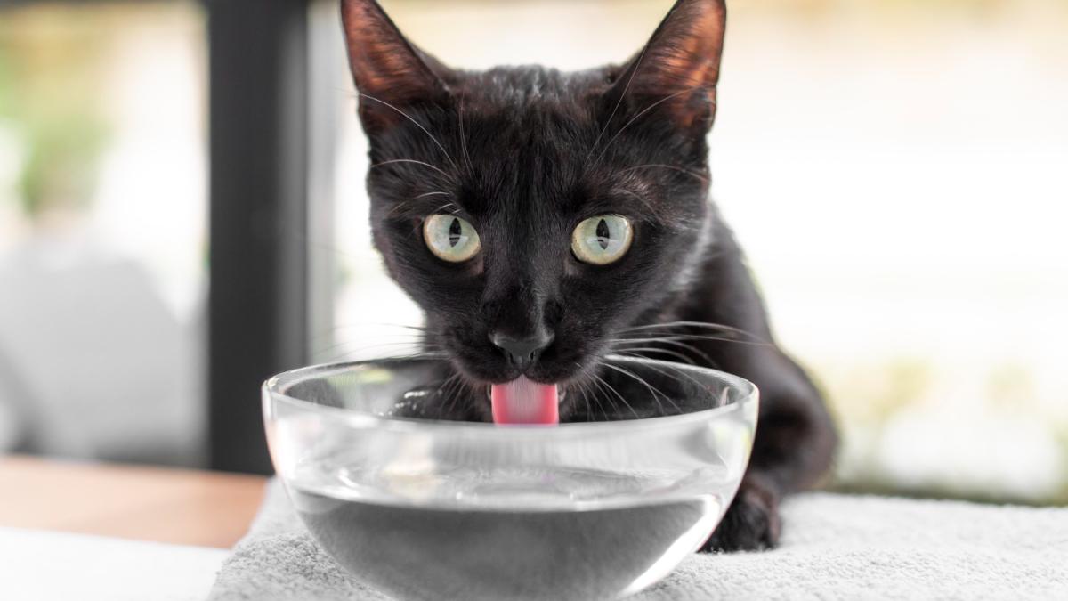 Кошка пьет воду Кошка пьет воду