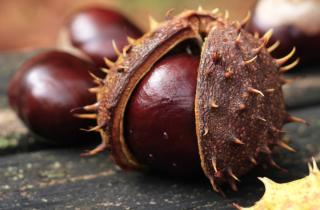 Опавшие листья каштана изменяют состав почвы и мешают росту растений