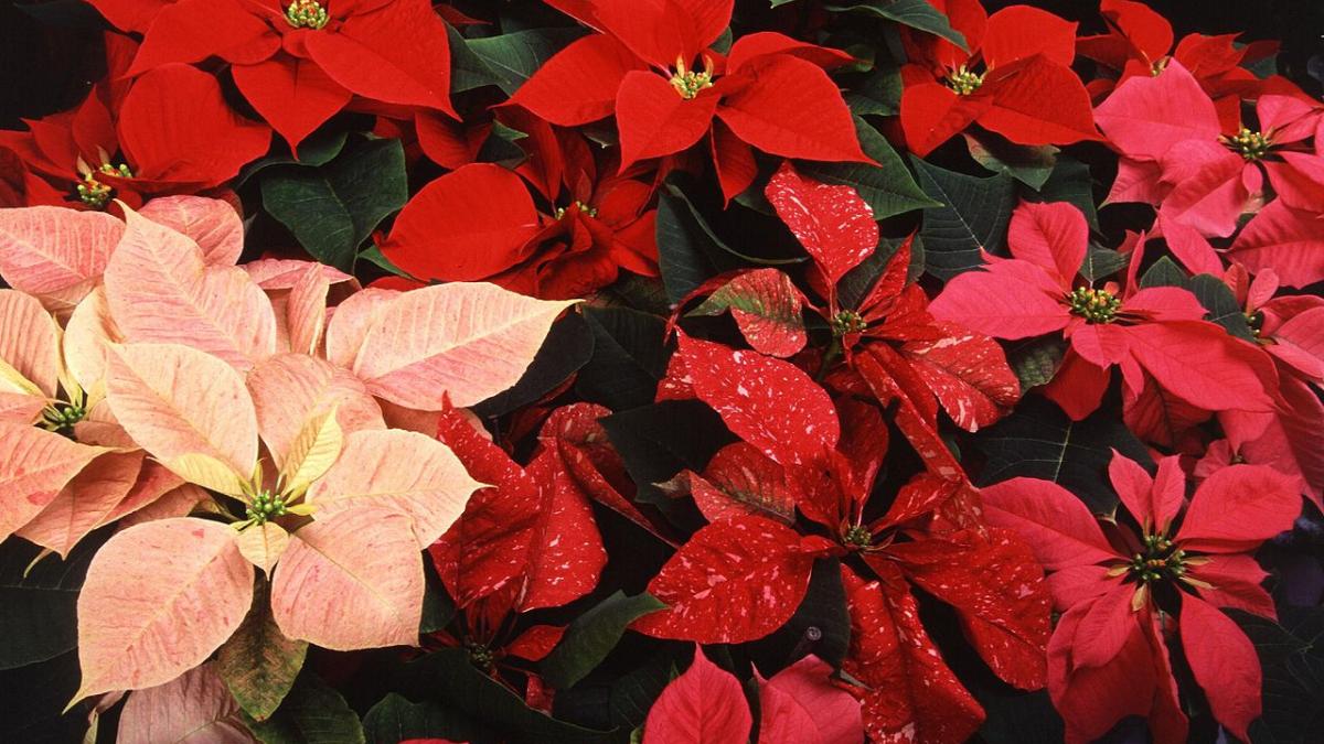 Пуансеттия