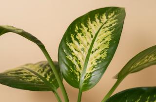 Осенью комнатные растения ухудшили воздух в плохо проветриваемых комнатах