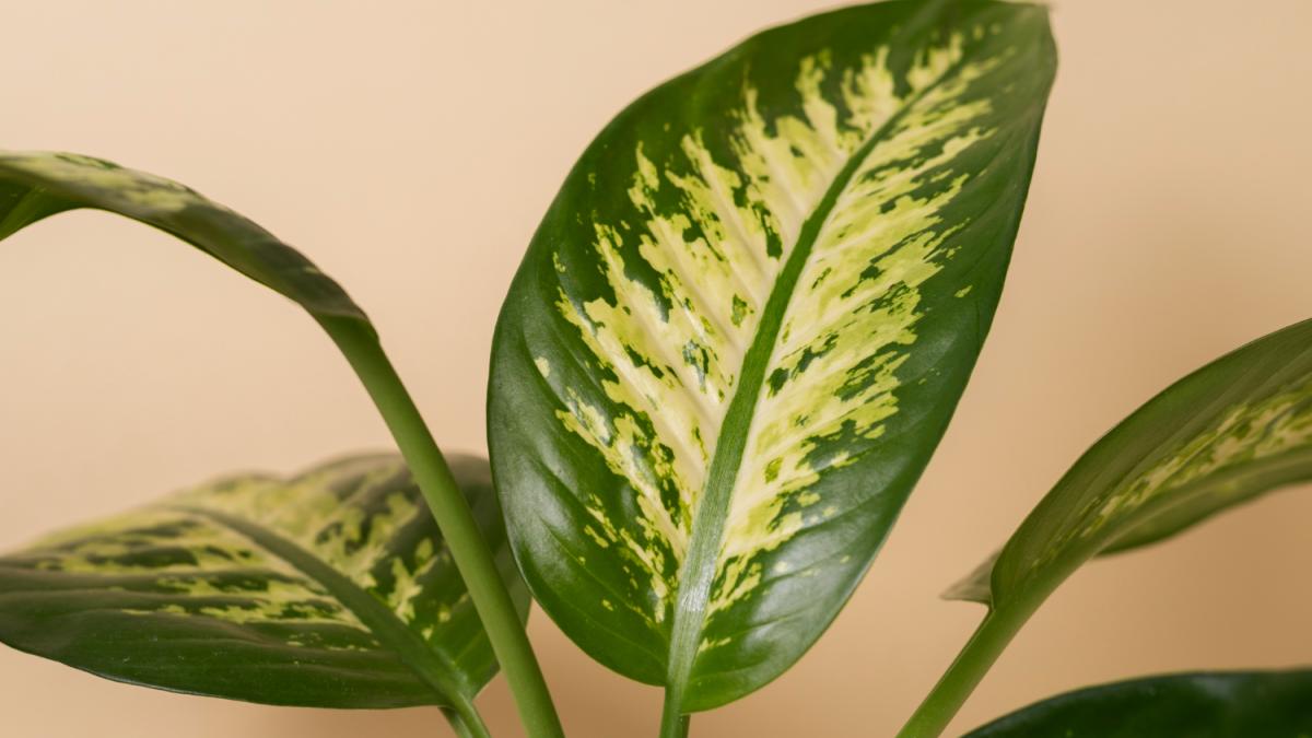 Диффенбахия