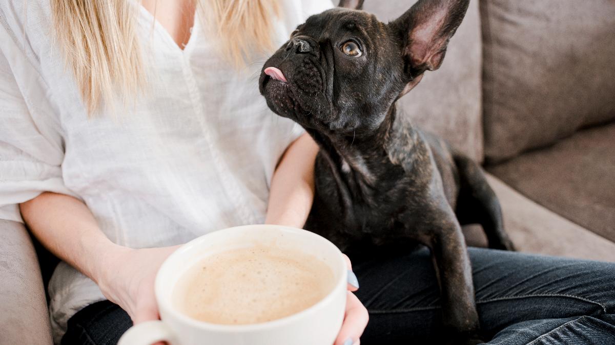 Собака хочет попробовать кофе Собака хочет попробовать кофе