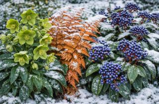 Свежая травяная мульча удерживает воду и провоцирует гниль — DR
