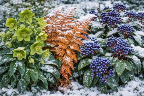 Свежая травяная мульча удерживает воду и провоцирует гниль — DR