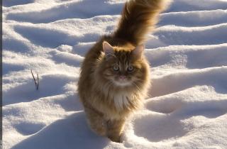 Черная кошка стала символом удачи в первый день зимы — фольклористы