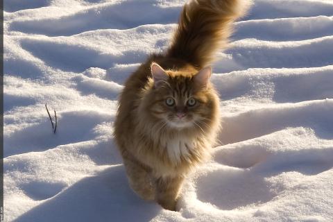 Черная кошка стала символом удачи в первый день зимы — фольклористы