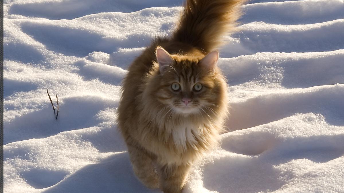 Кошка зимой на улице