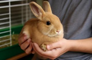 Кролики нуждаются в регулярном уходе для поддержания здоровья и счастья