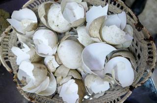 Применение яичной скорлупы снижает кислотность и защищает растения от вредителей — Сергей Кондратьев