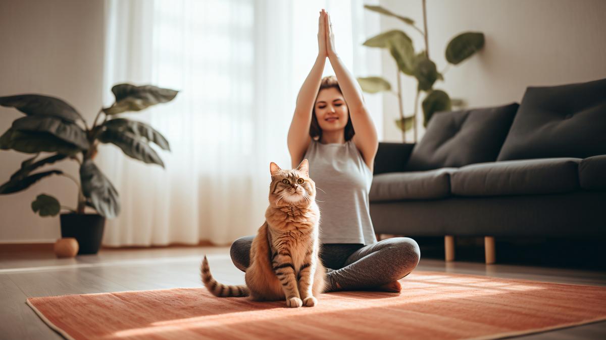 кот занимается спортом