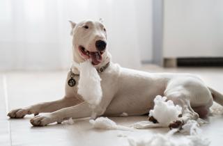 Правильно воспитанный бультерьер терпелив и нежен с детьми