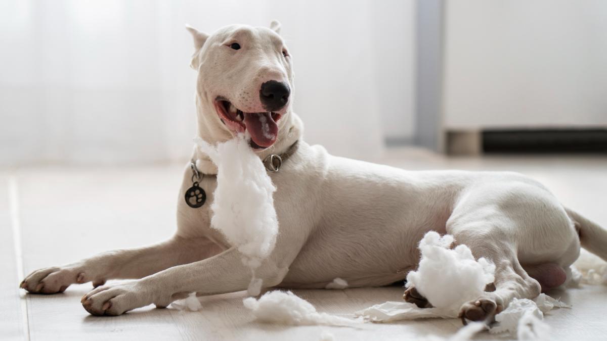 Собака породы Бультерьер