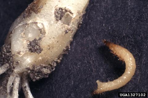 Проволочник в огороде погибает после внесения золы и перекопки — Алексей Шевелёв