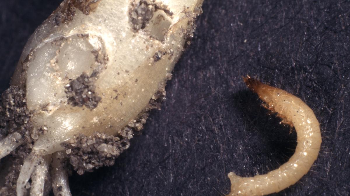 Проволочник - личинка жуков-щелкунов