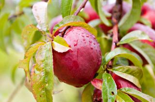 Нектарин из косточки при правильной подготовке даёт крепкое дерево — Ирина Белоусова