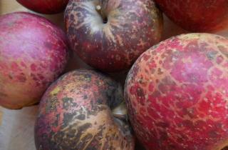 В Екатеринбурге выявили 20 тонн яблок с калифорнийской щитовкой — Россельхознадзор