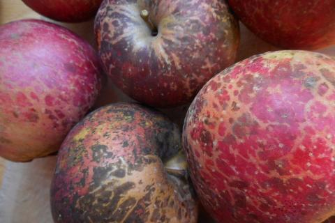 В Екатеринбурге выявили 20 тонн яблок с калифорнийской щитовкой — Россельхознадзор