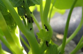 Тля поражает листья и бутоны, но помогает мыльный раствор — Евгений Соколов