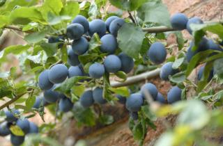 Сливы страдают от плодожорки когда на поверхности появляются отверстия и липкие капли – Андрей Котов