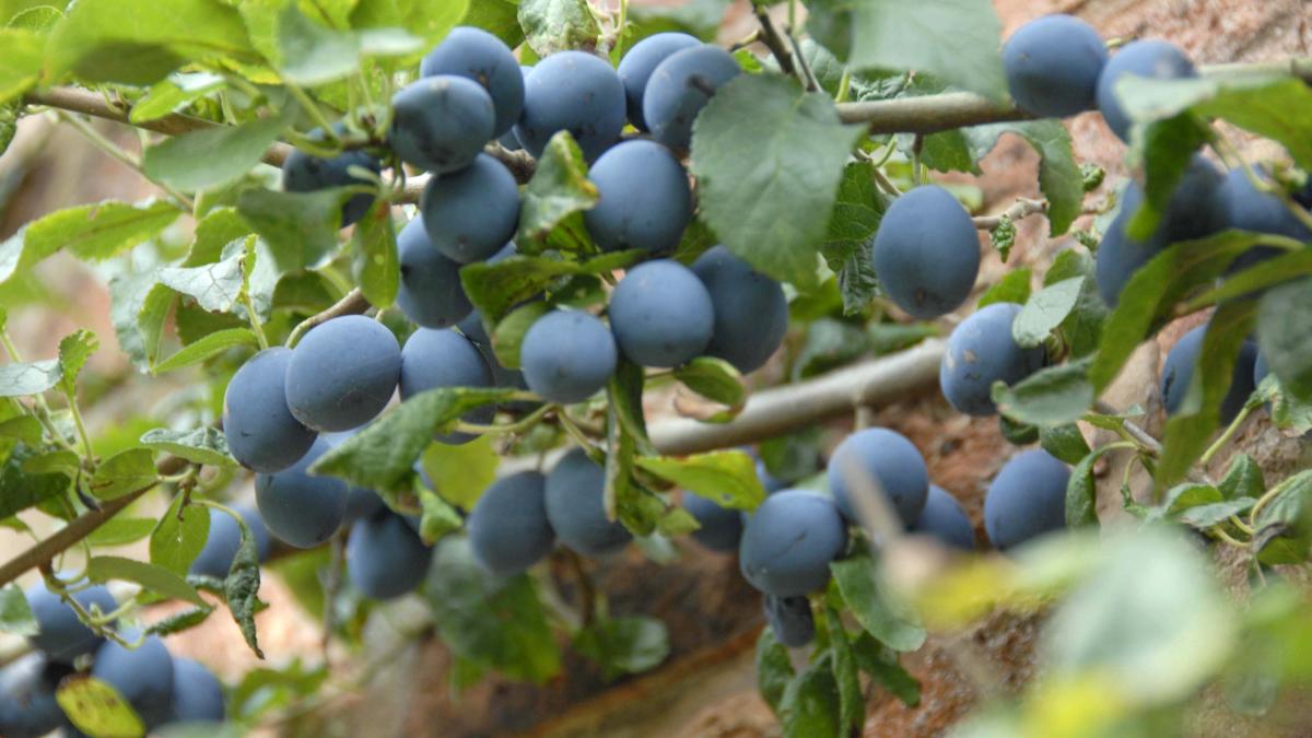 Слива Дамсон