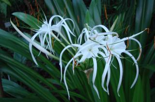 Рыбная эмульсия работает как мягкая подкормка для паучьего растения — House Digest