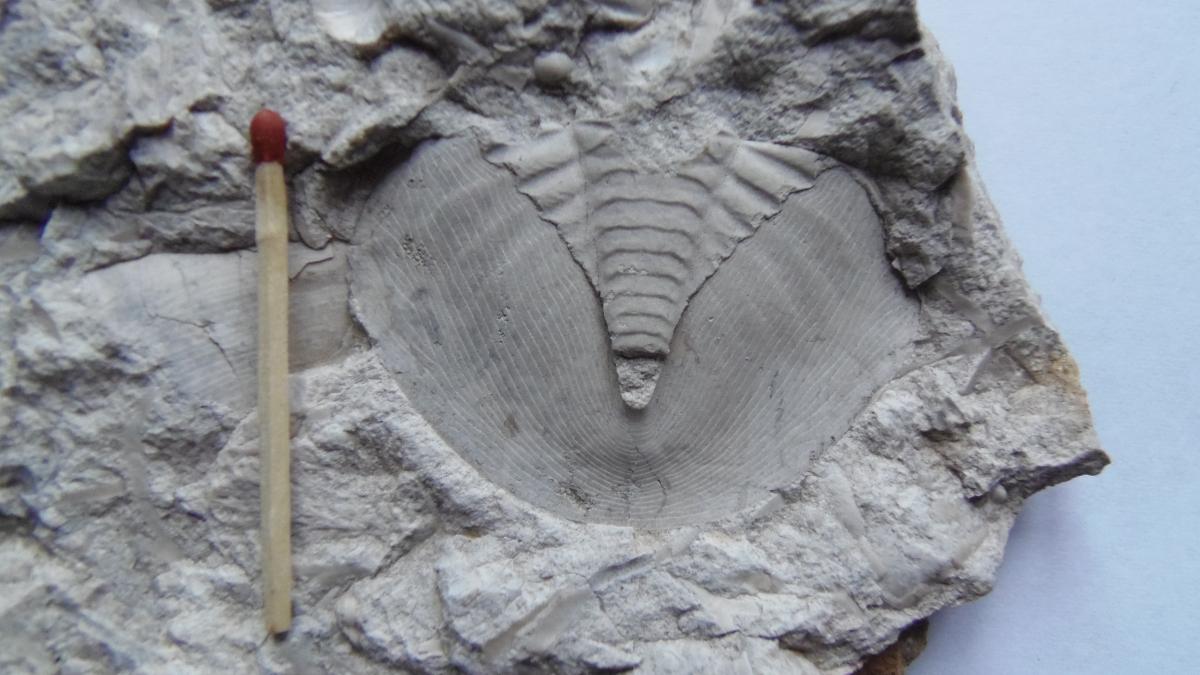Trilobite001