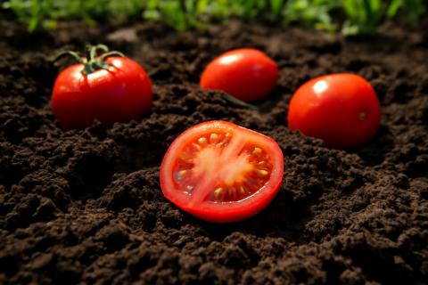 Попробовал дрожжевую подкормку — и был в шоке от результата