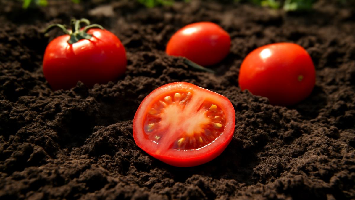 Закопанные спелые помидоры в саду