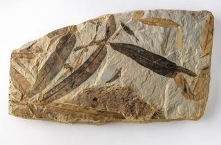 Следы древней жизни сохранились в камнях спустя миллиарды лет — Мэлони