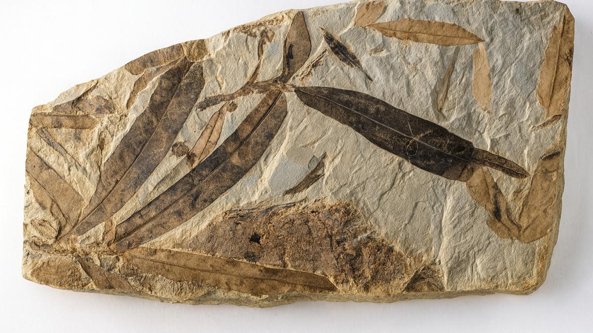 отпечатки листьев в породе